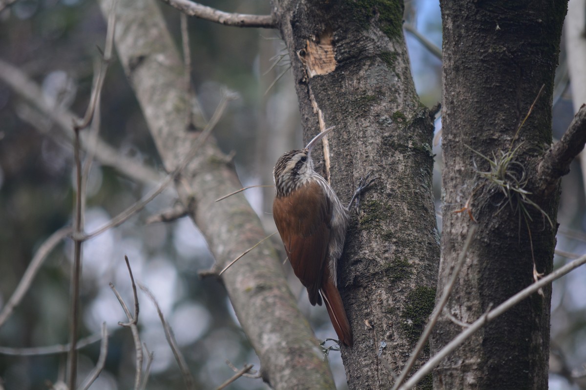 Narrow-billed Woodcreeper - ML623304112