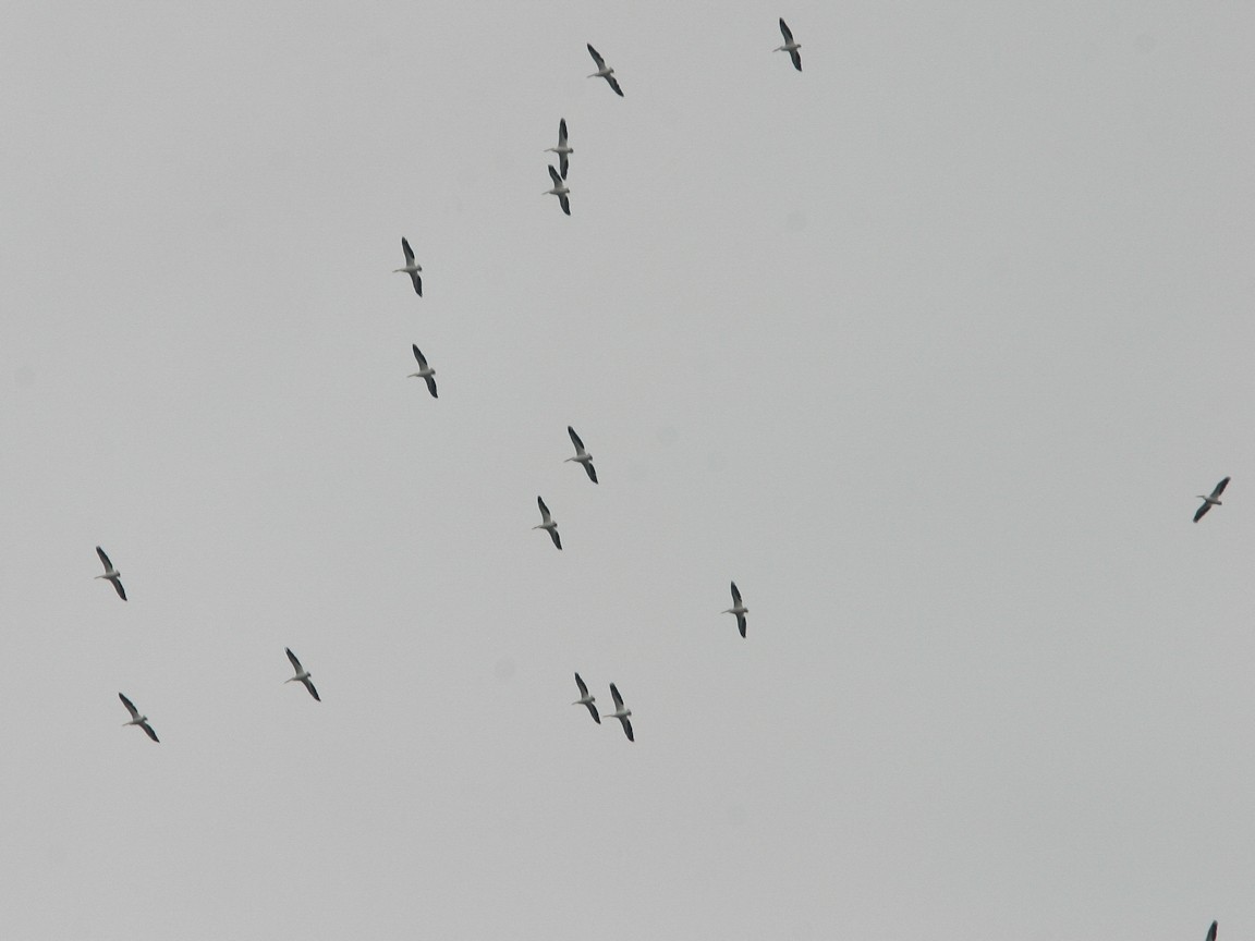 American White Pelican - ML623304119