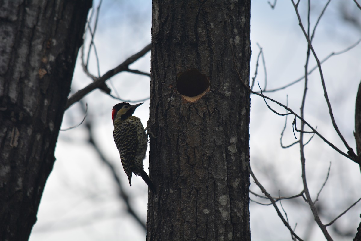 Green-barred Woodpecker - ML623304149