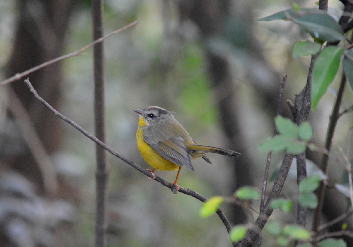 Golden-crowned Warbler - ML623304187