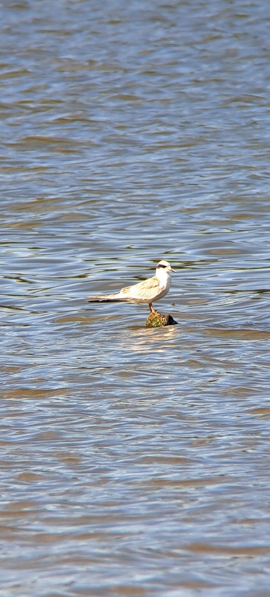 Forster's Tern - ML623304366