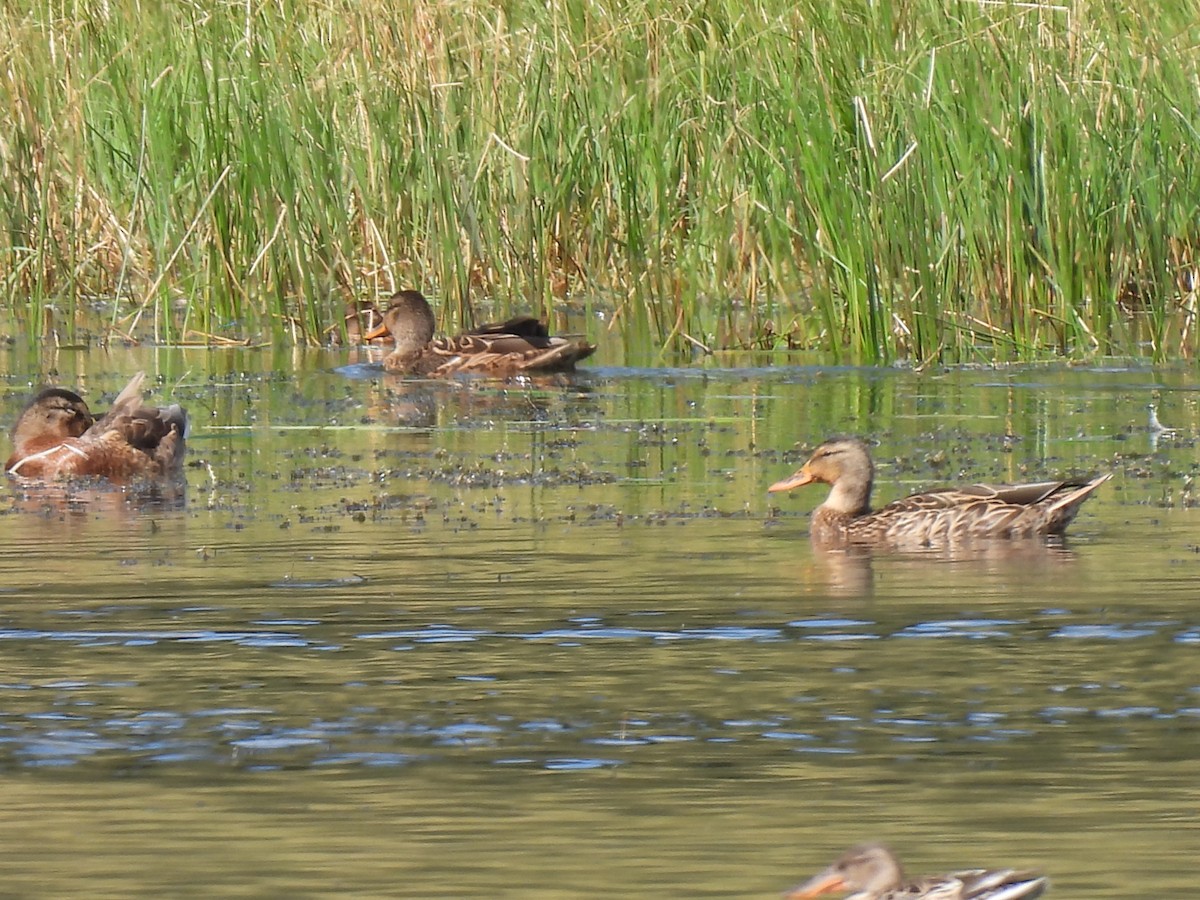 Mallard - Beth Whittam