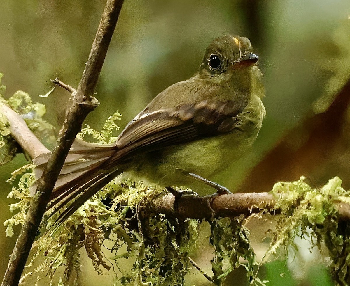 Orange-crested Flycatcher - ML623304377