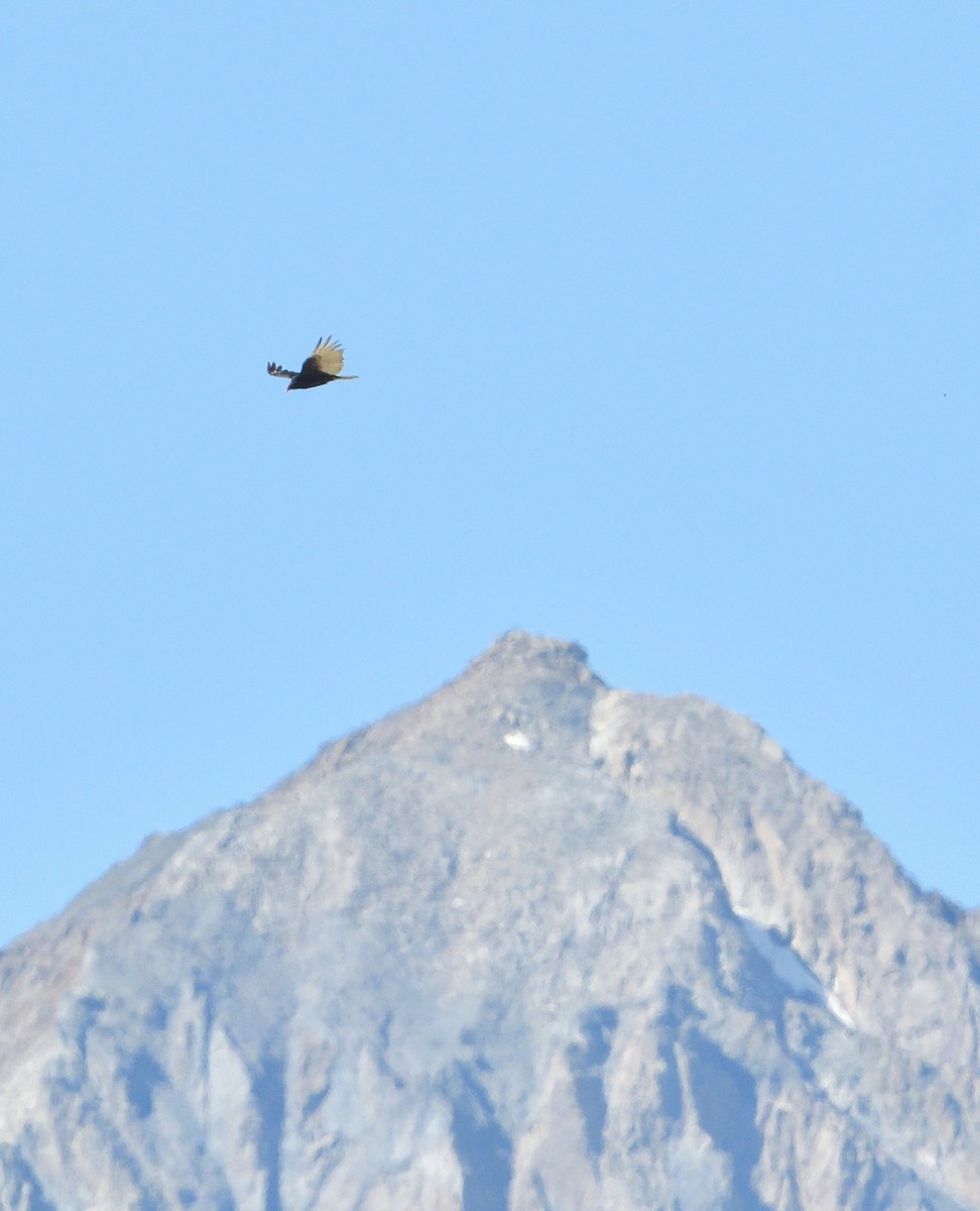 Turkey Vulture - Emilie Strauss