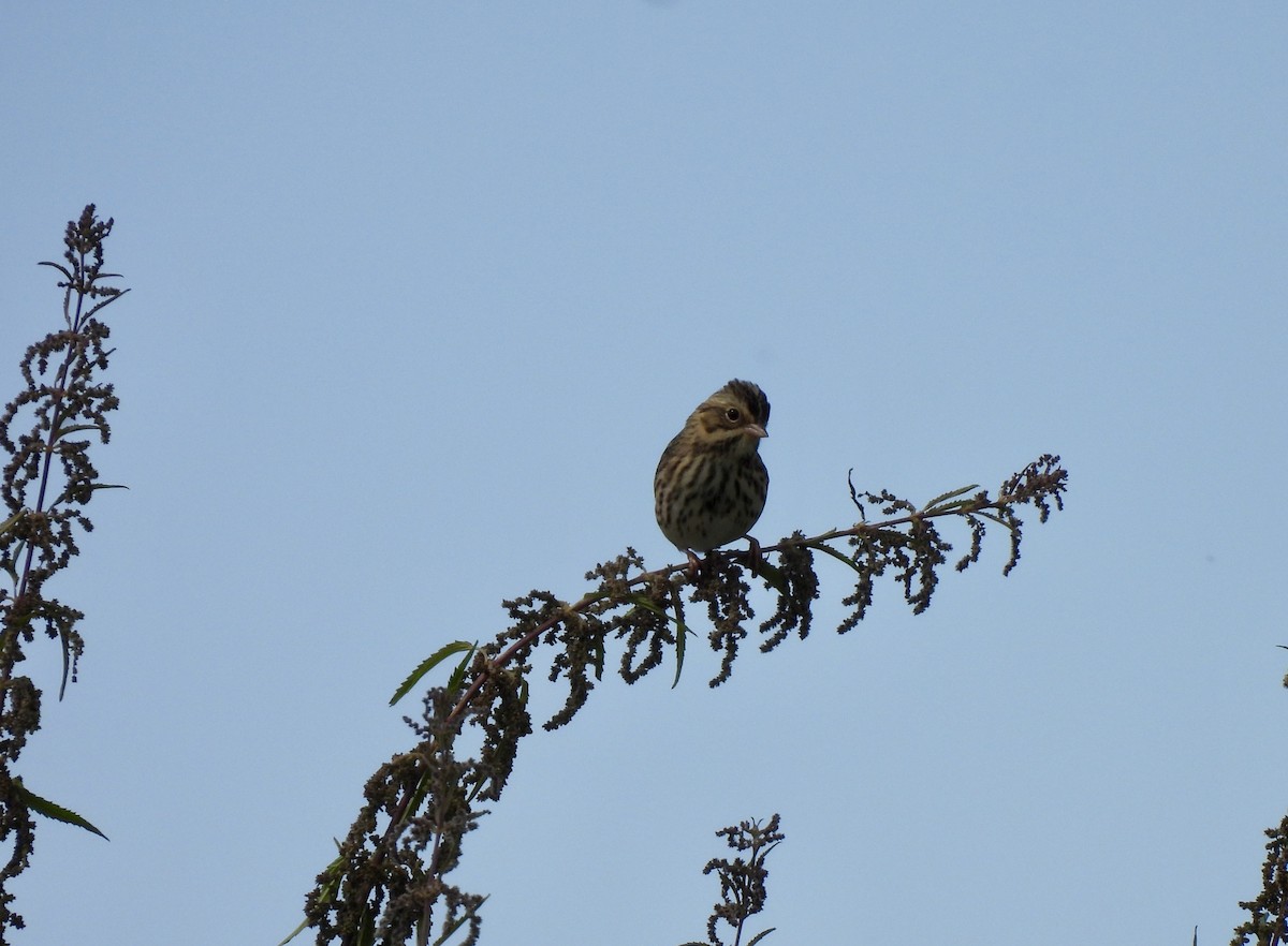 Savannah Sparrow - Beth Whittam