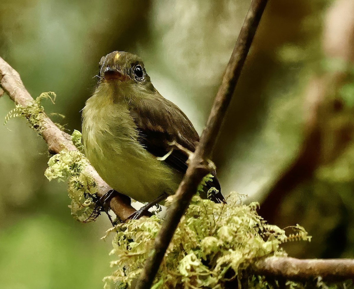 Orange-crested Flycatcher - ML623304410