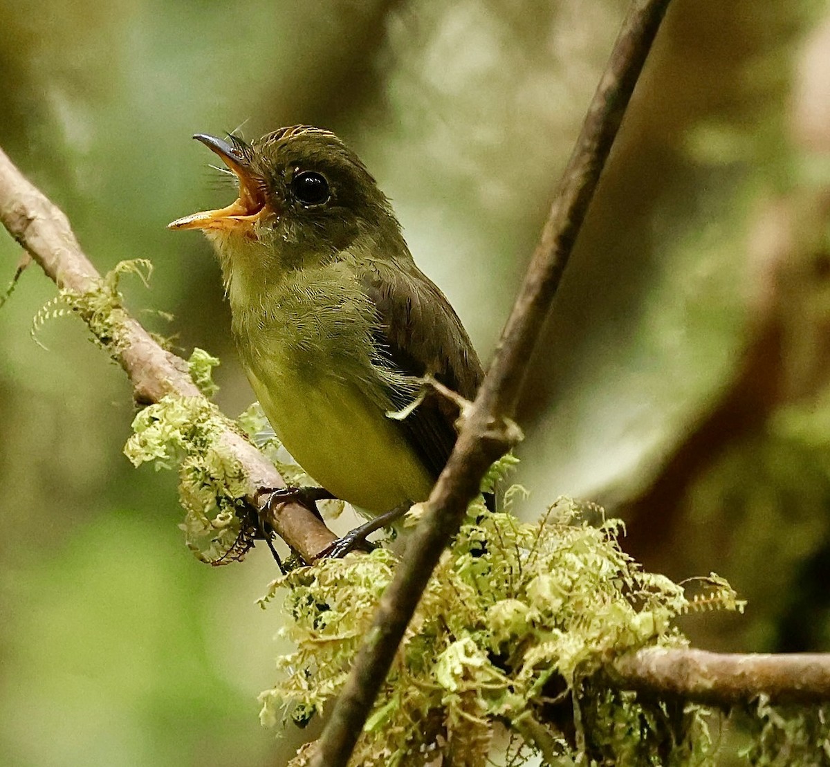 Orange-crested Flycatcher - ML623304427