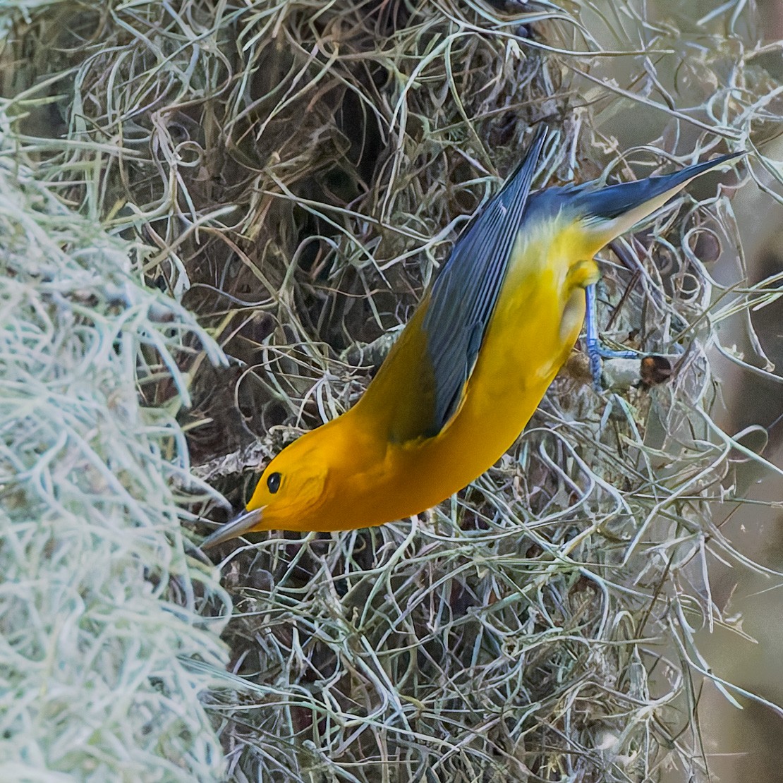 Prothonotary Warbler - ML623304434