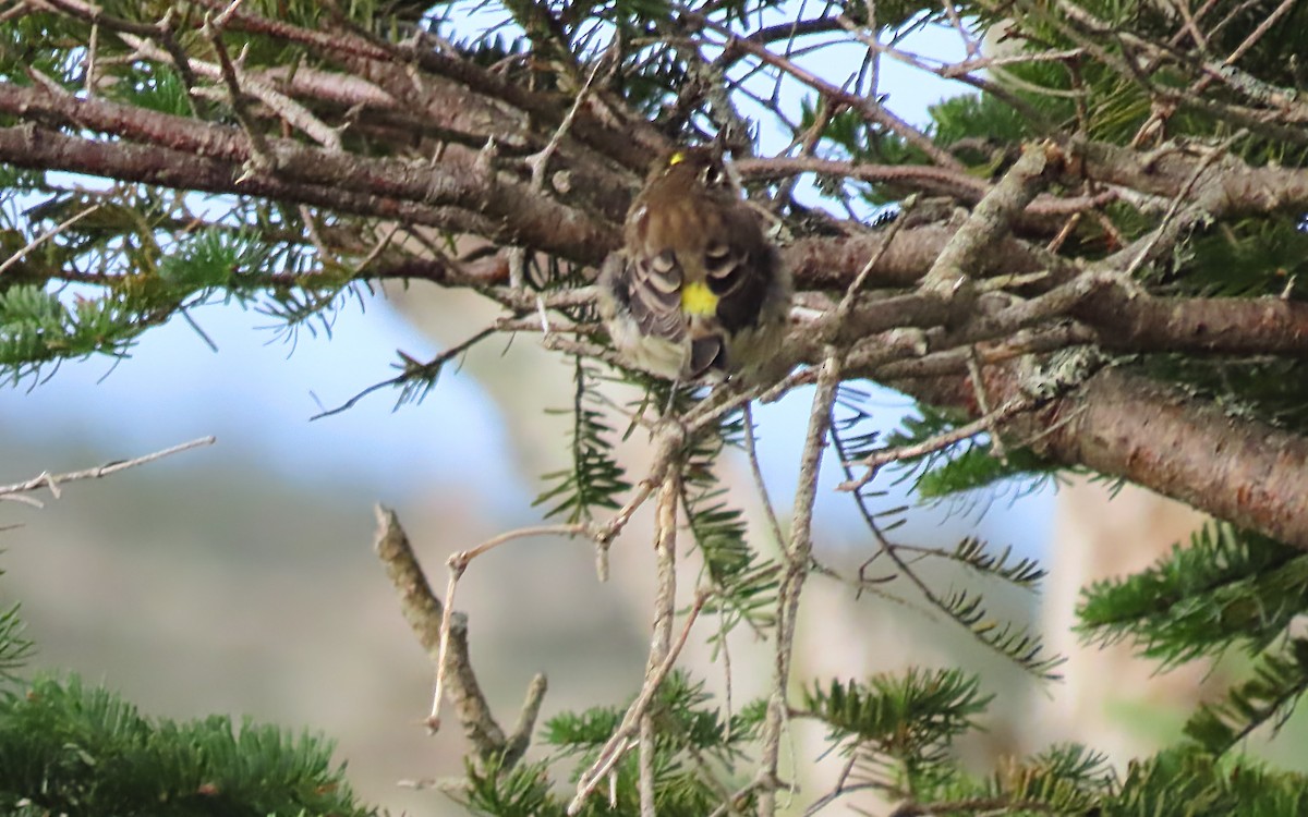 Yellow-rumped Warbler - ML623304450