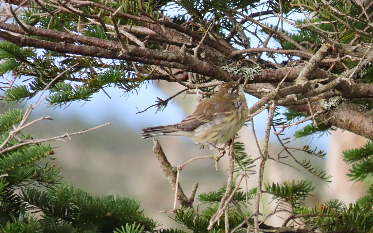 Yellow-rumped Warbler - ML623304451