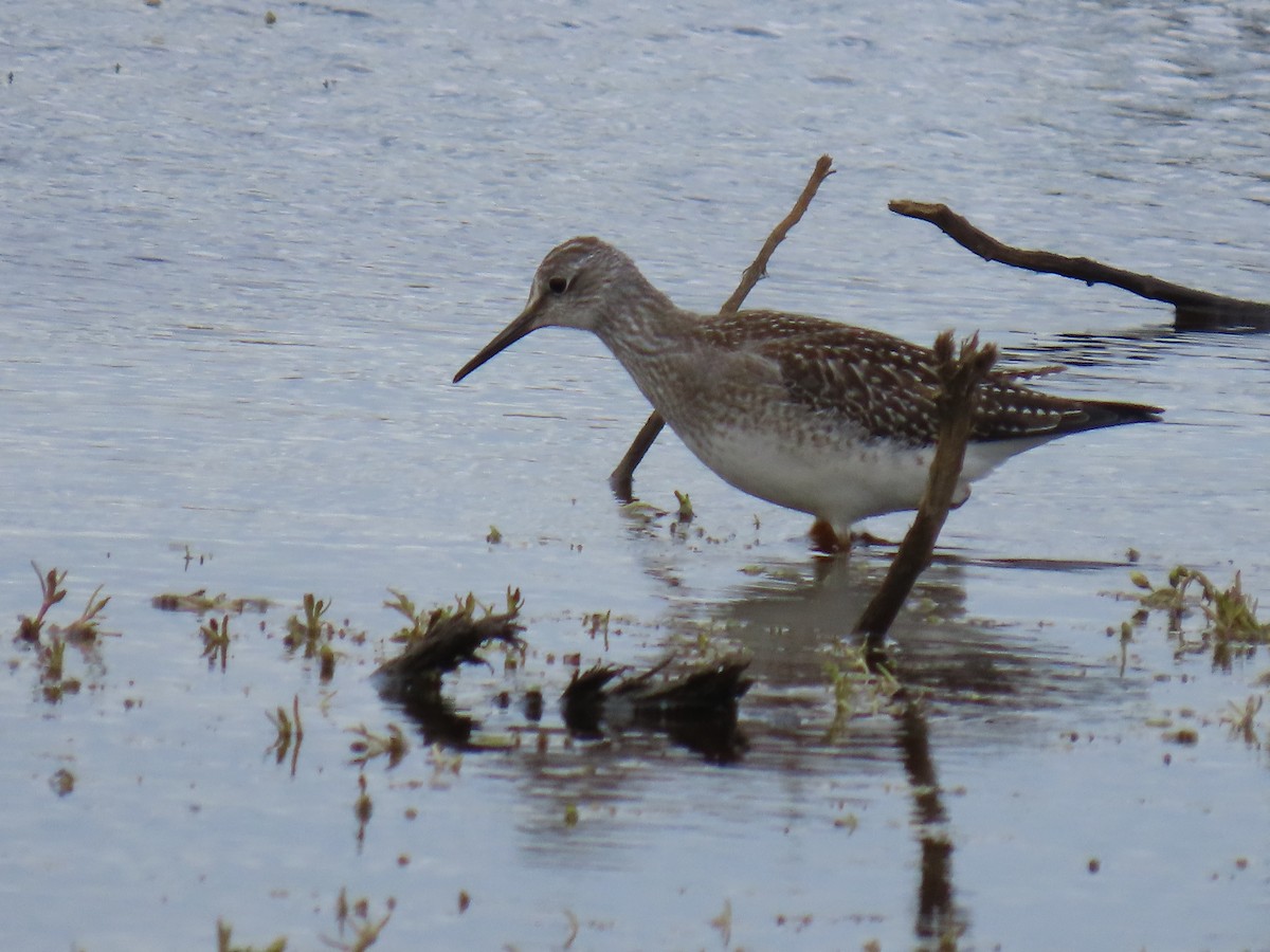 Lesser Yellowlegs - ML623304479