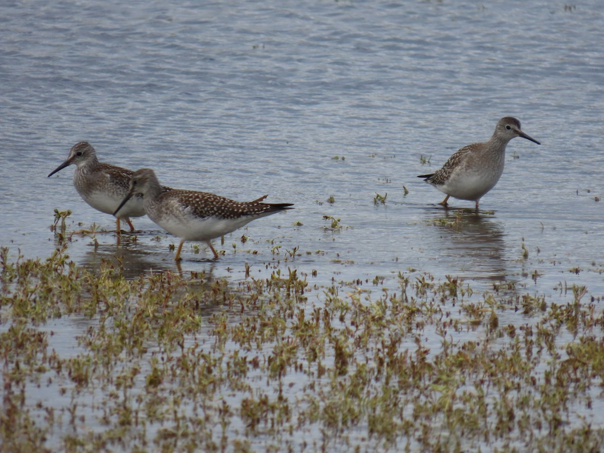 Lesser Yellowlegs - ML623304483