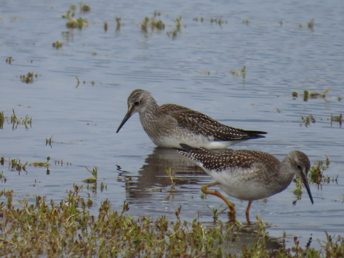 Lesser Yellowlegs - ML623304495