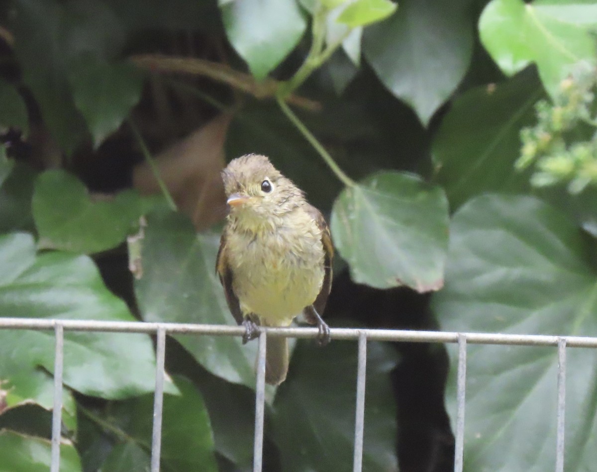 Western Flycatcher (Pacific-slope) - ML623304545