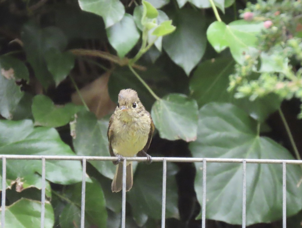 Western Flycatcher (Pacific-slope) - ML623304546