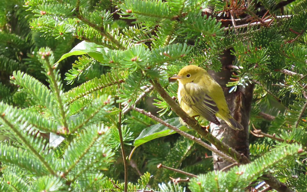 Yellow Warbler - ML623304583