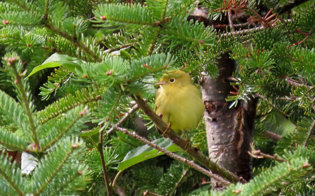 Yellow Warbler - Jim O'Neill