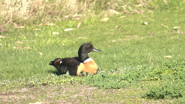 Australian Shelduck - ML623304601