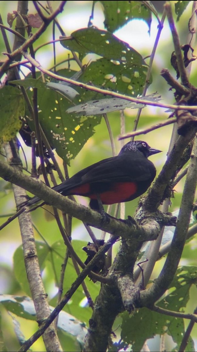 Red-bellied Grackle - Juan Fernando Giraldo Lopera