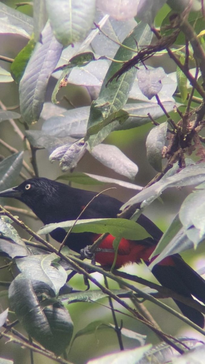 Red-bellied Grackle - ML623304652