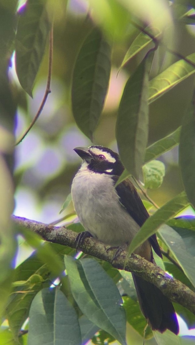 Black-winged Saltator - ML623304689