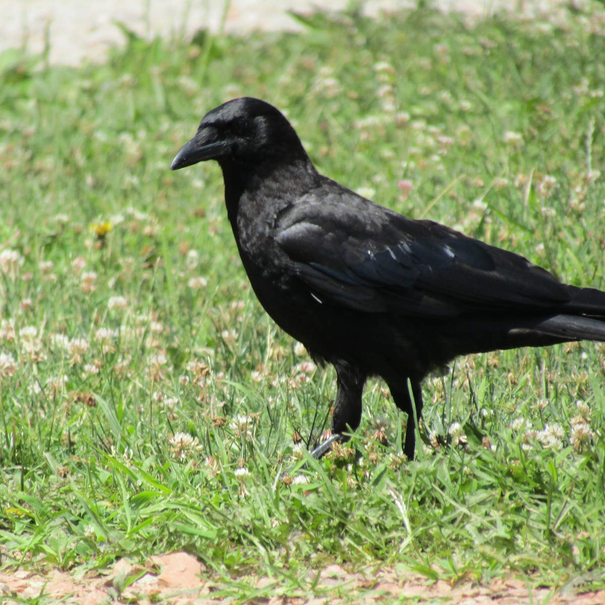 American Crow - ML62330471