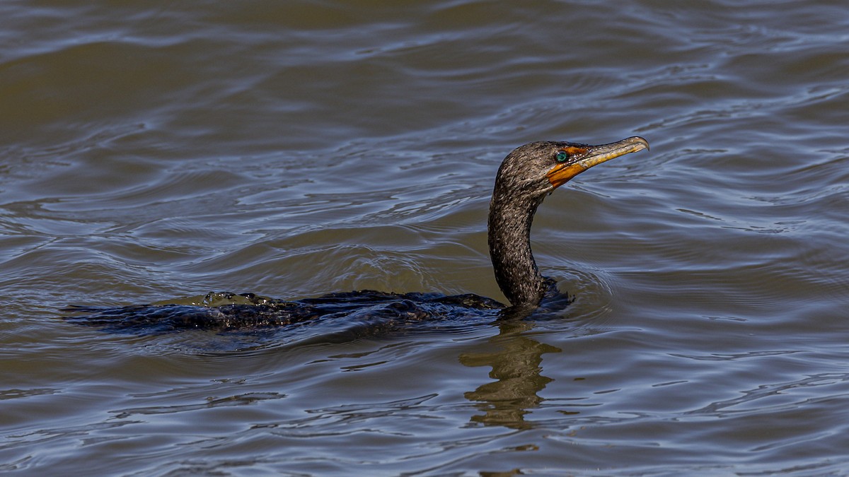 Double-crested Cormorant - ML623304737