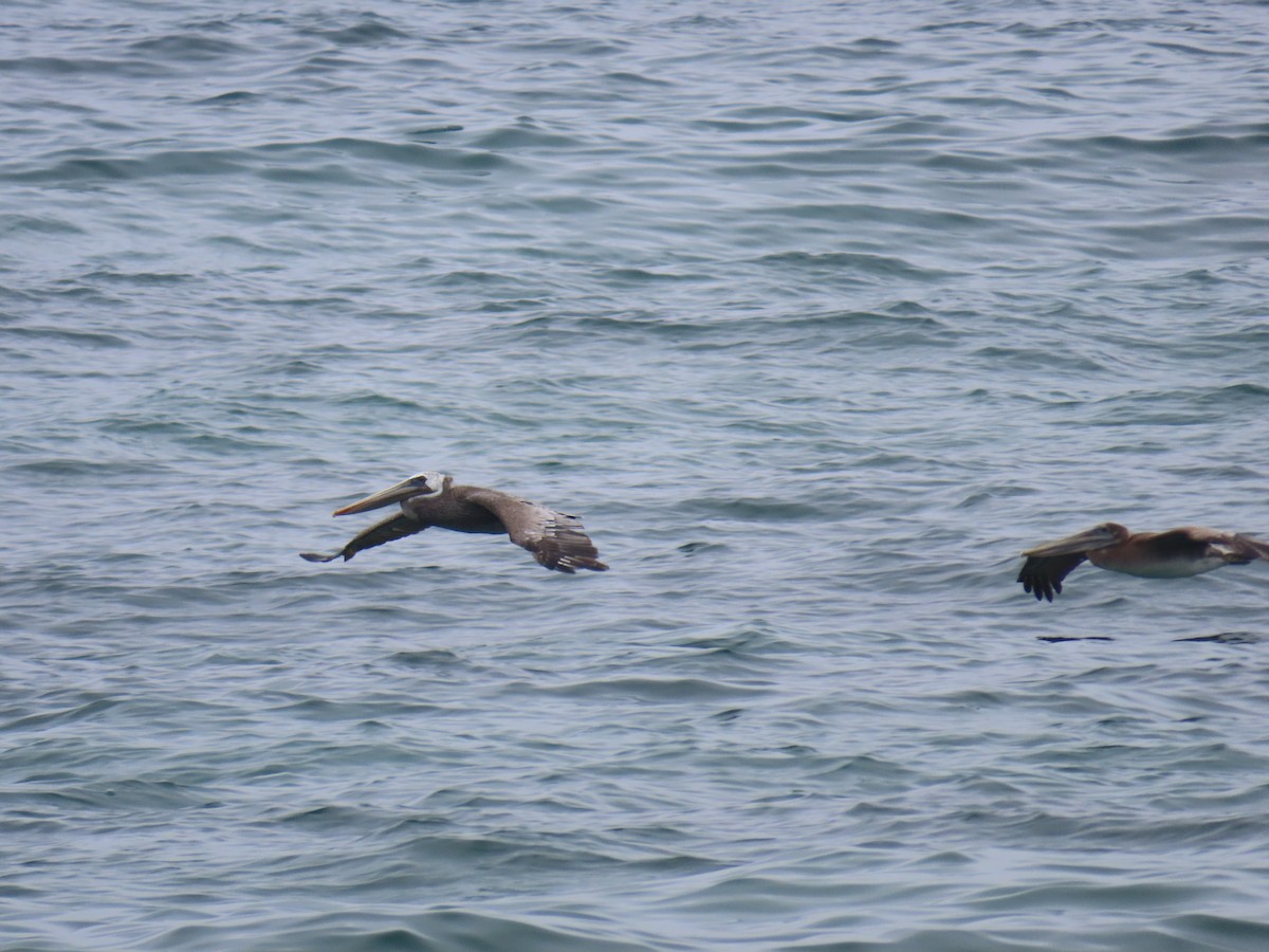 Brown Pelican - ML623304773