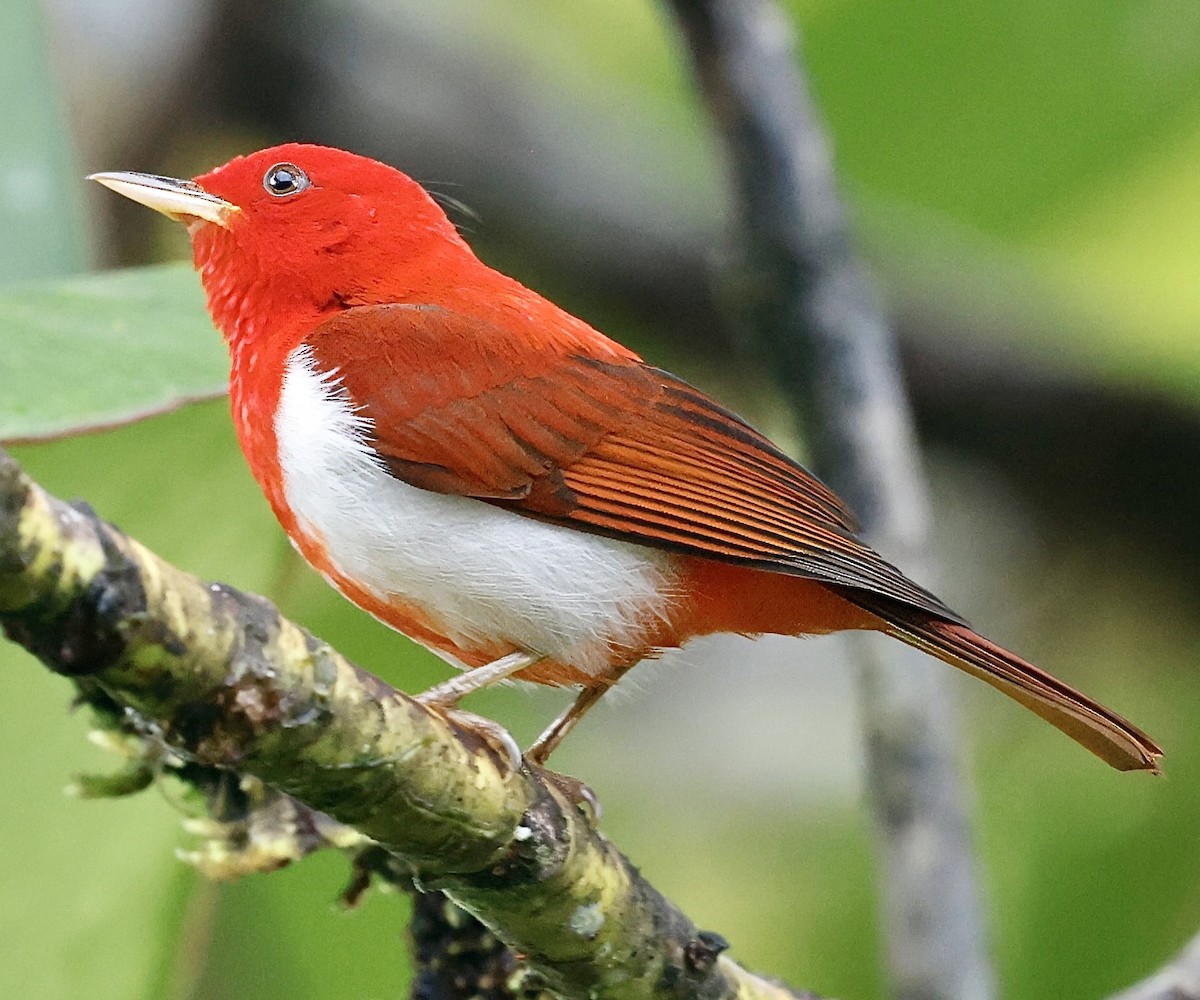 Scarlet-and-white Tanager - Jan Hansen