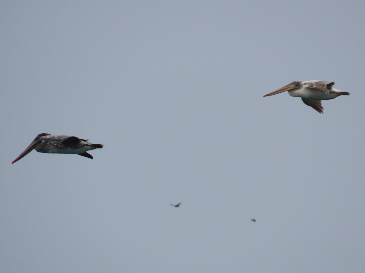 Brown Pelican - ML623304798