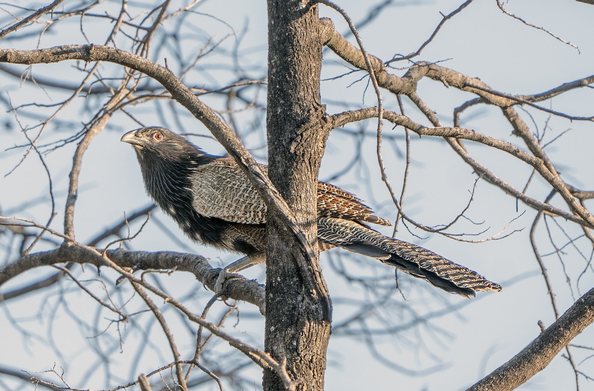 Pheasant Coucal - ML623304799