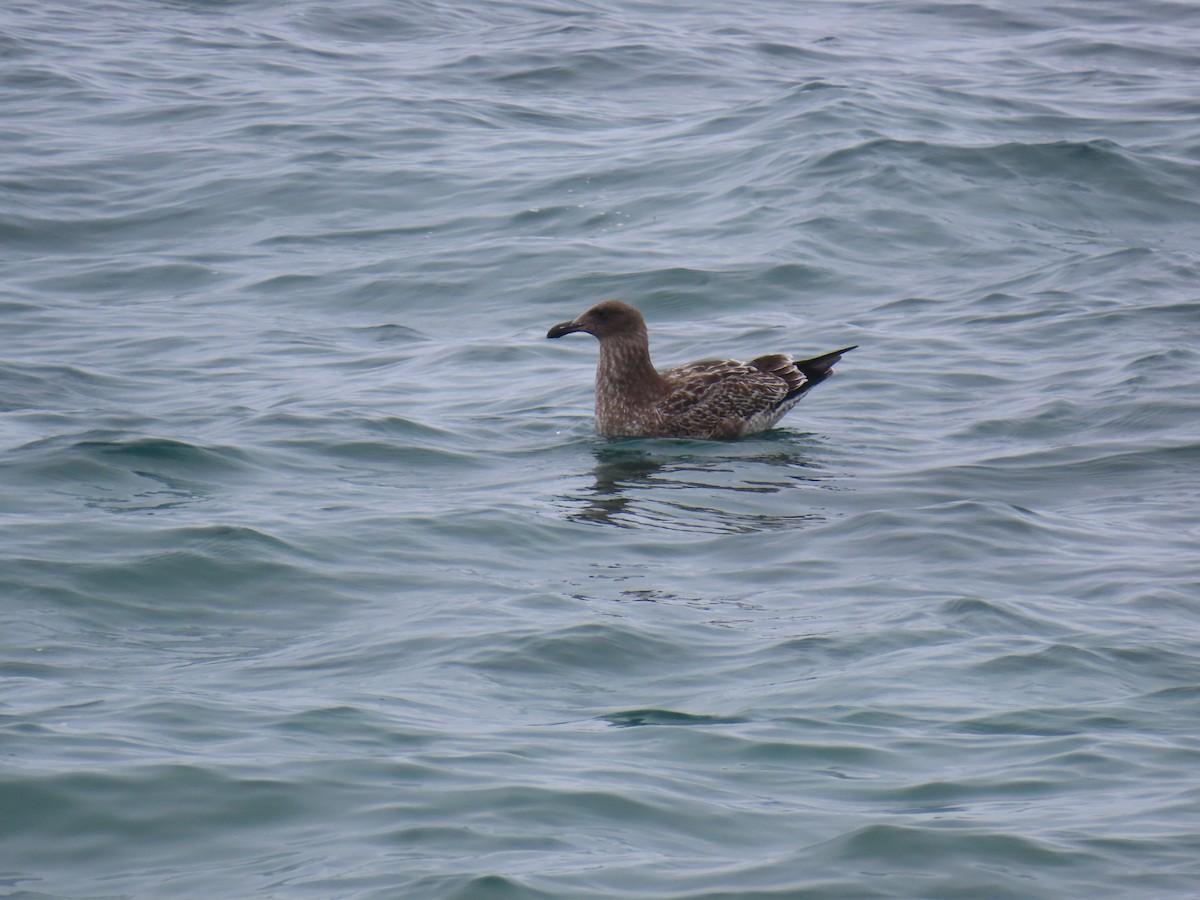 Western Gull - ML623304806