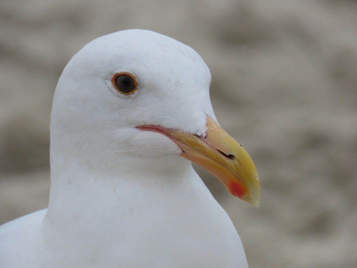 Western Gull - ML623304826