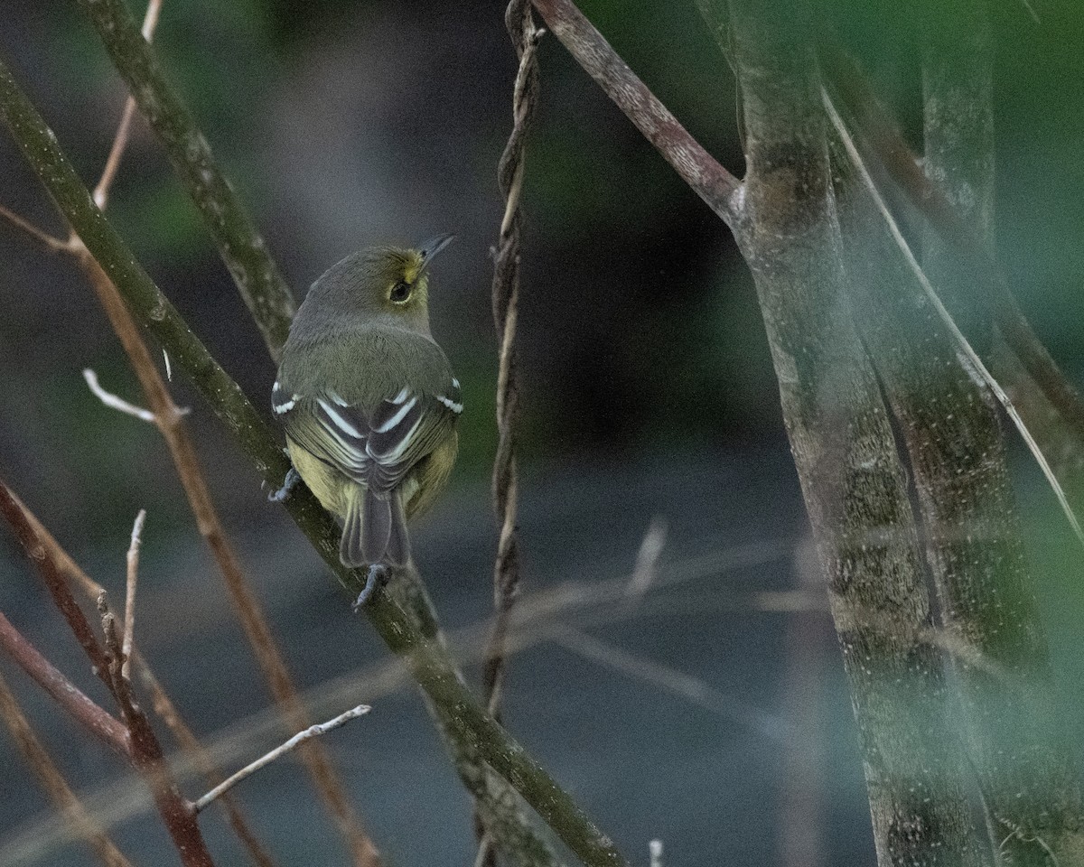 Thick-billed Vireo - Ron Burkert