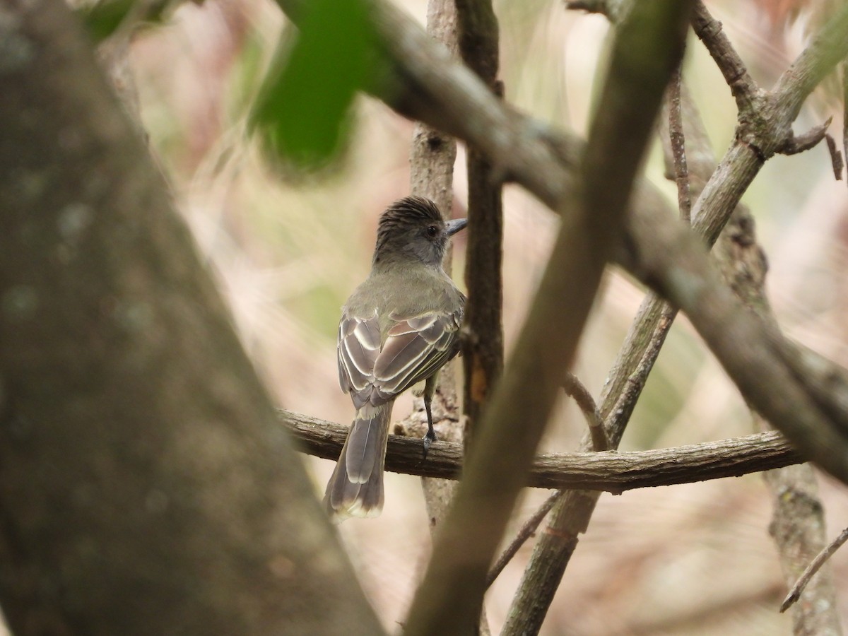 Apical Flycatcher - ML623304861