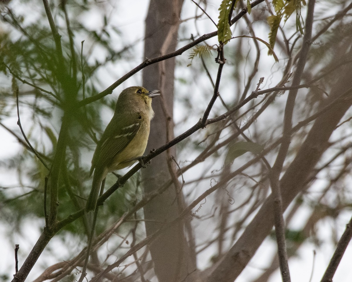 Vireo Piquigrueso - ML623304864