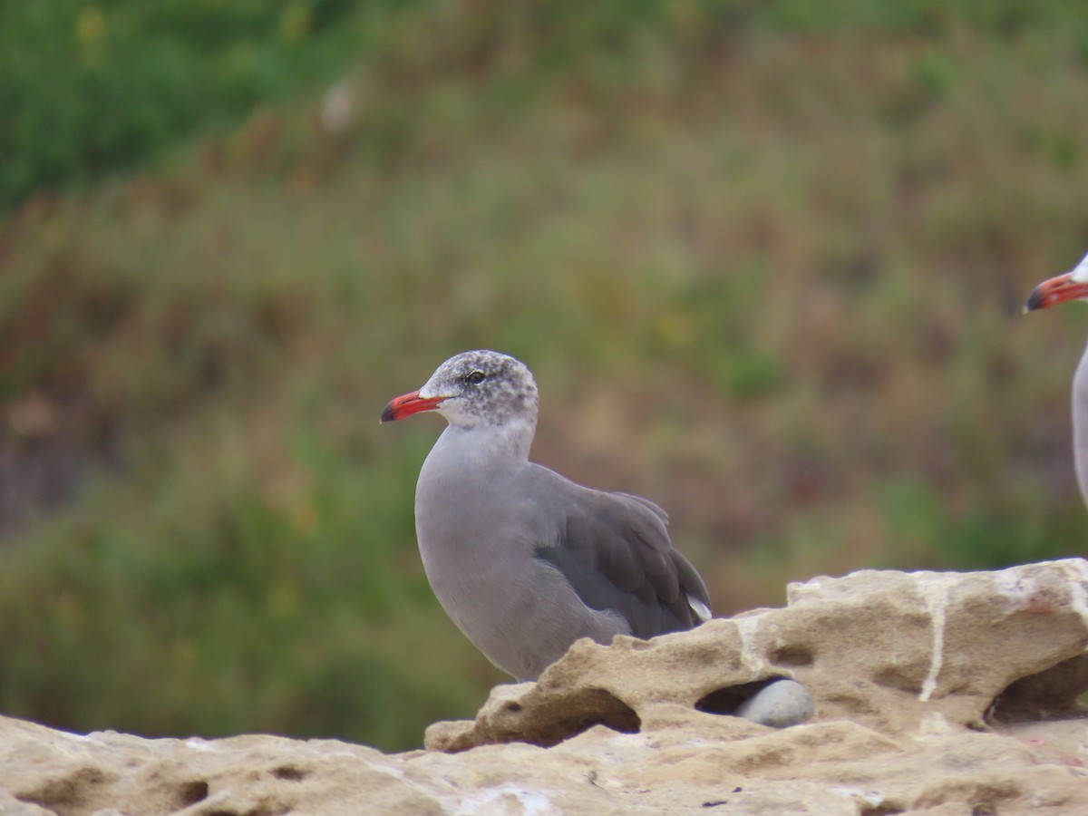 Heermann's Gull - ML623304879