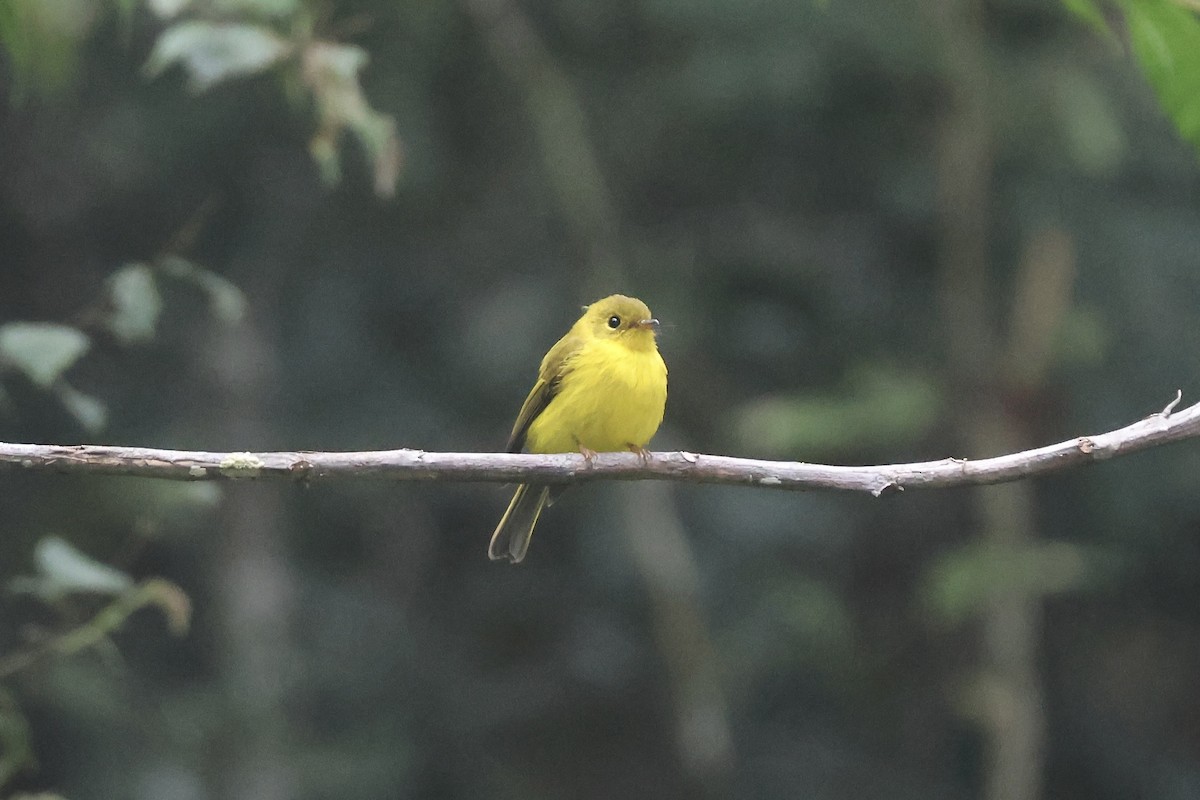 Gobemoustique canari - ML623304936