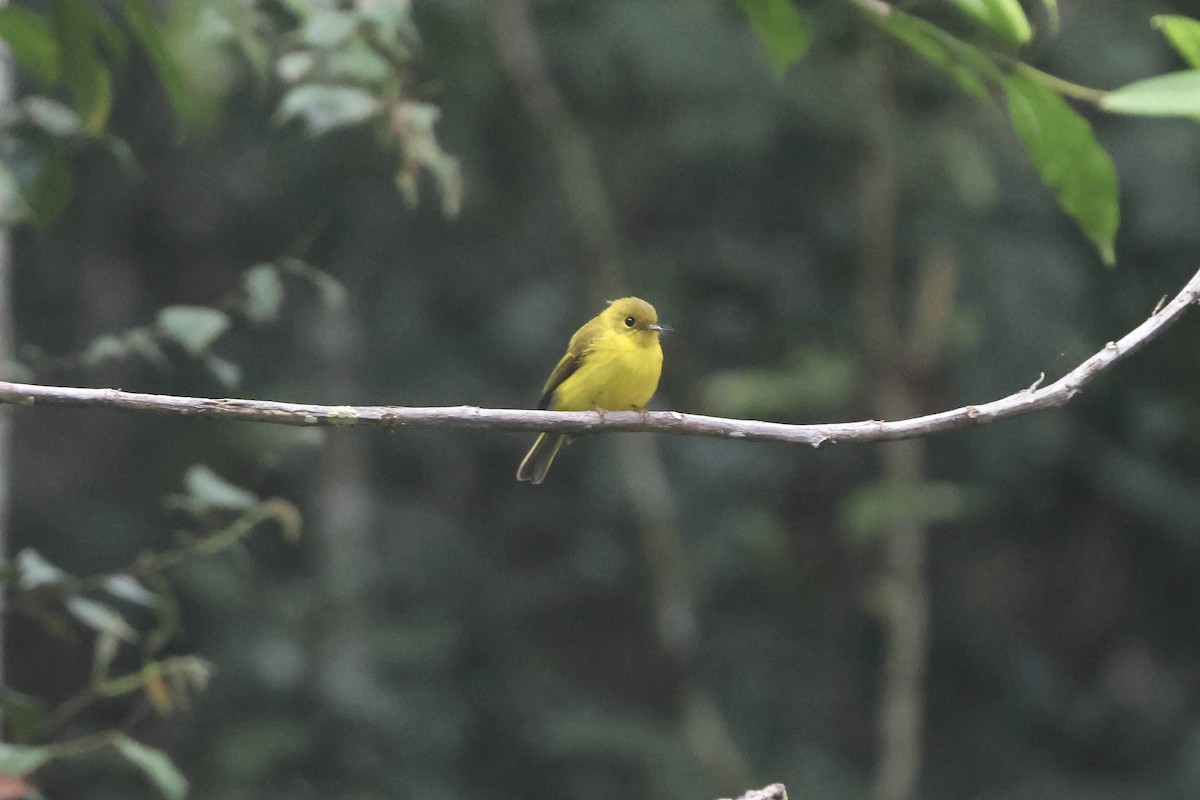 Gobemoustique canari - ML623304937