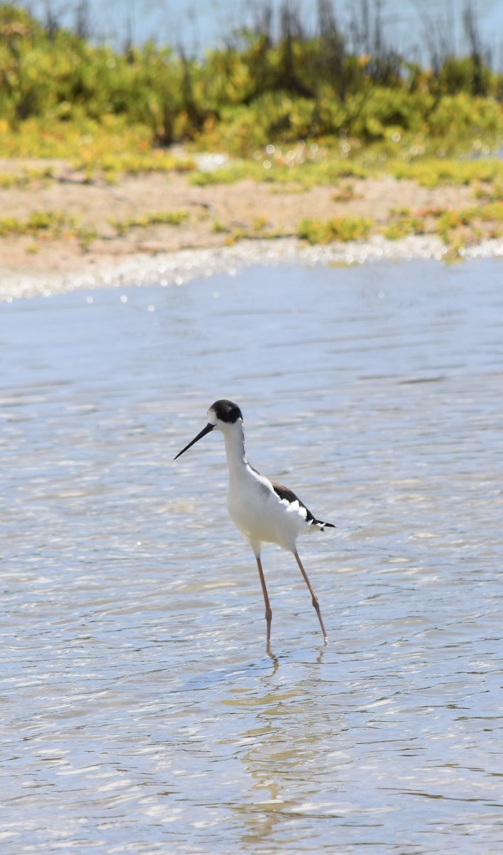 Black-necked Stilt (Hawaiian) - ML623304950