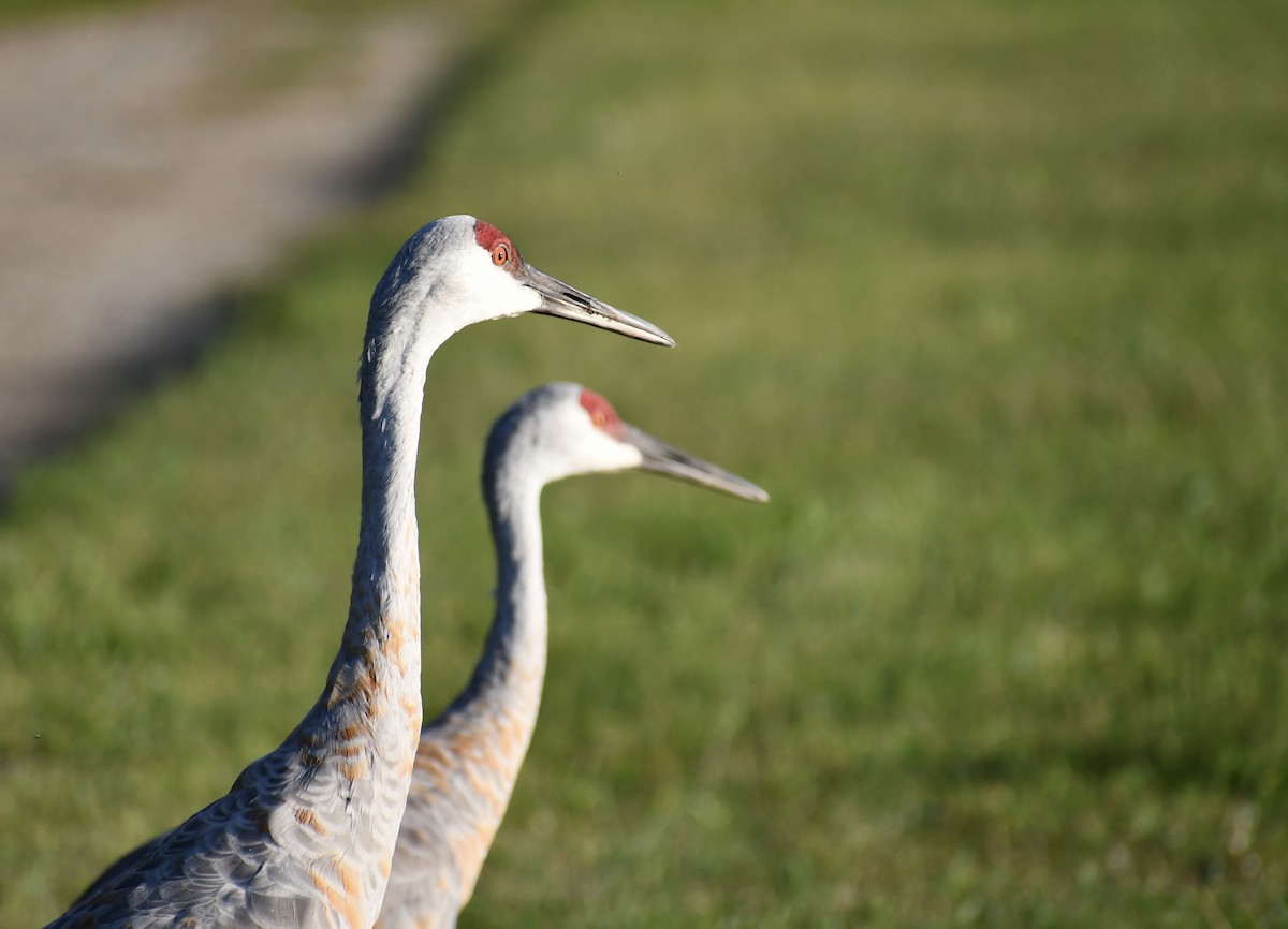 Sandhill Crane - ML623304959