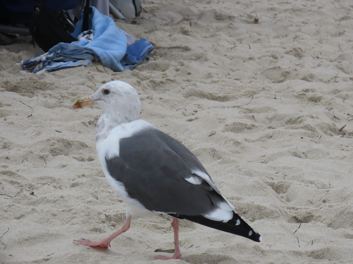 California Gull - ML623304993