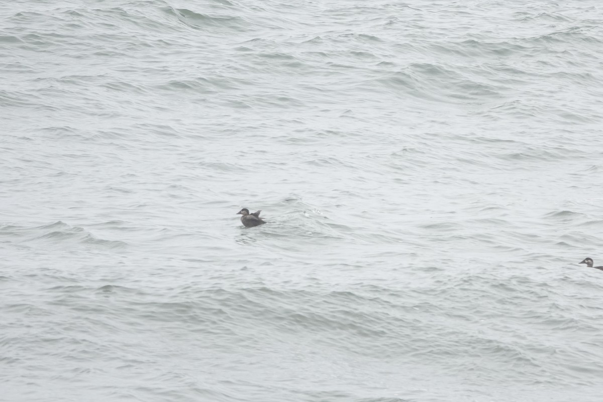 Black Scoter - Kevin Hayes