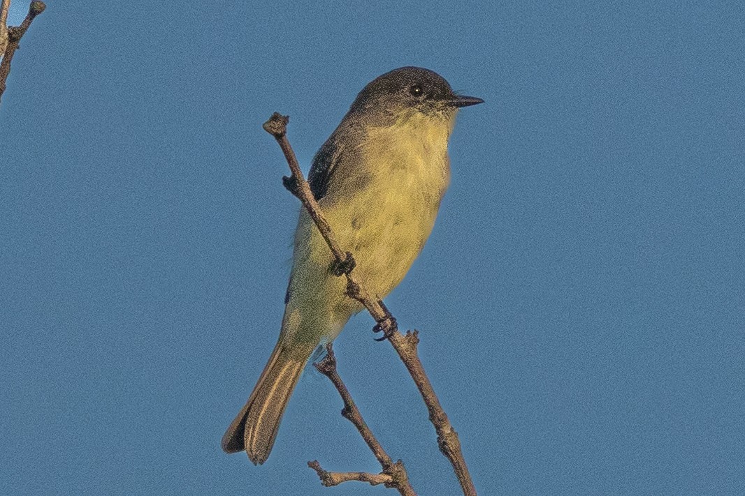 Eastern Phoebe - ML623305079