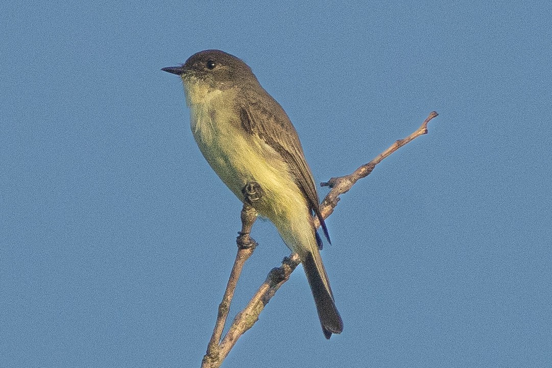 Eastern Phoebe - ML623305080