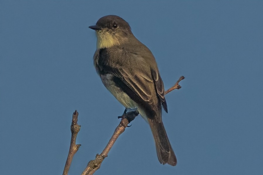 Eastern Phoebe - ML623305081