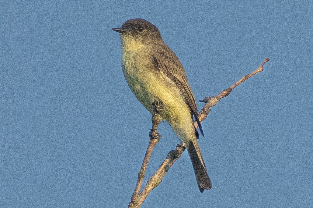 Eastern Phoebe - ML623305082