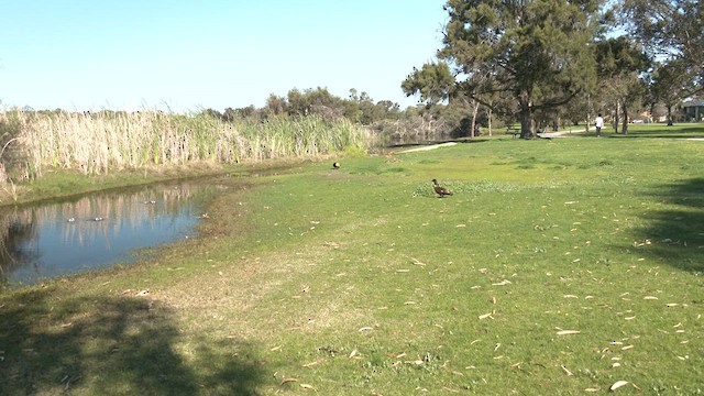 Australian Shelduck - ML623305085