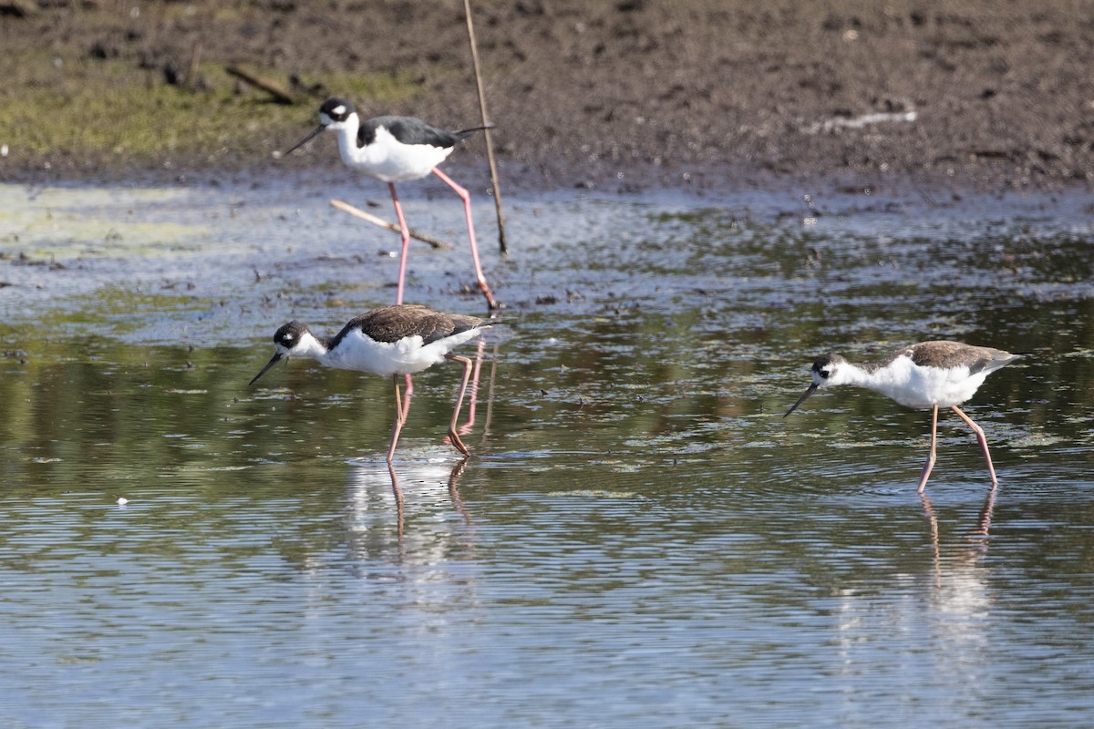 Black-necked Stilt - ML623305108