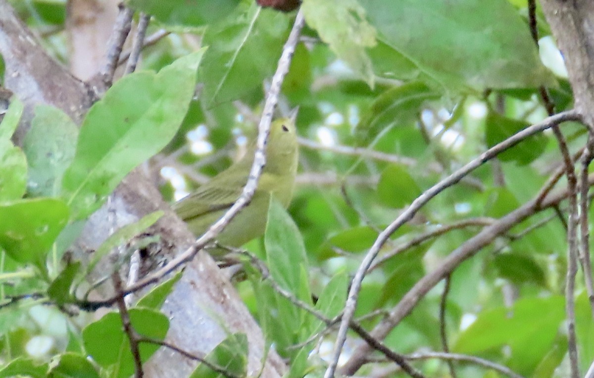 Yellow Warbler - ML623305116